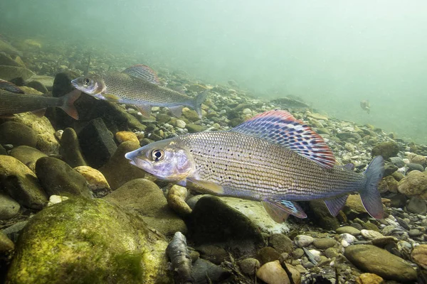 Gölge balığı (Thymallus thymallus). Tatlı su balık Thymallus thymallus, temiz su sualtı fotoğrafçılığı yüzme. Dağ dere içinde yaşamak. Güzel nehir habitat.