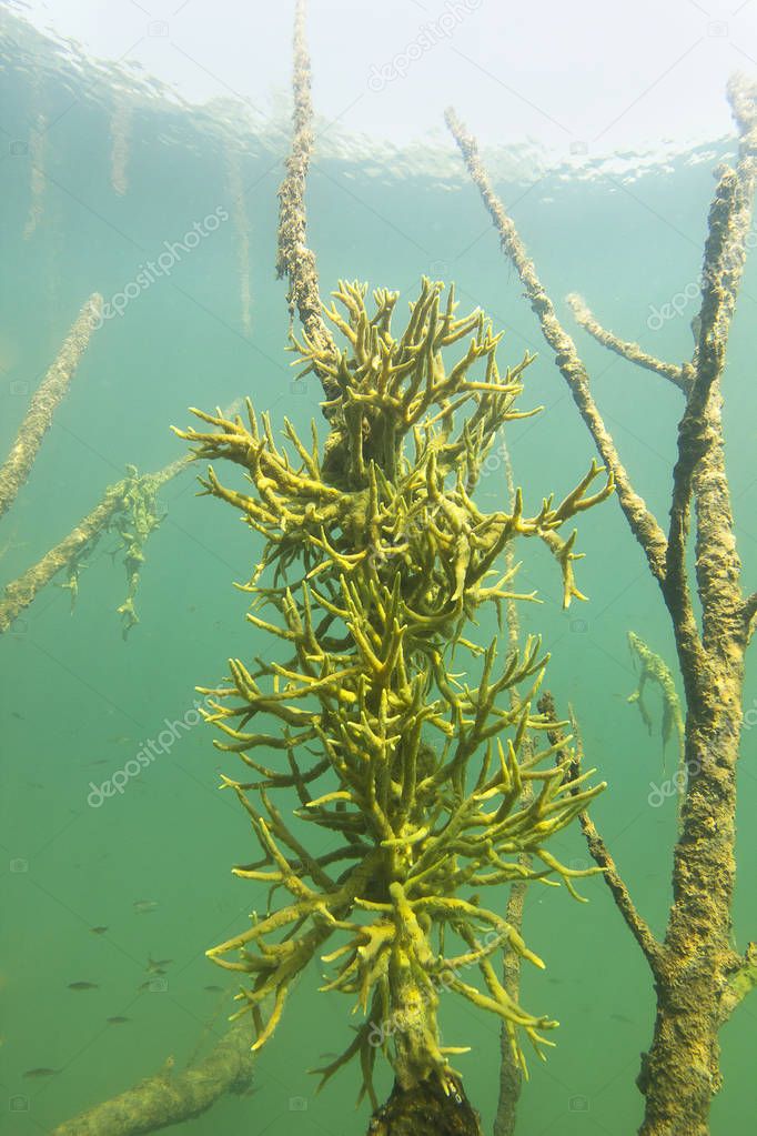 Esponja de agua dulce (Spongilla lacustris) fotografía submarina
