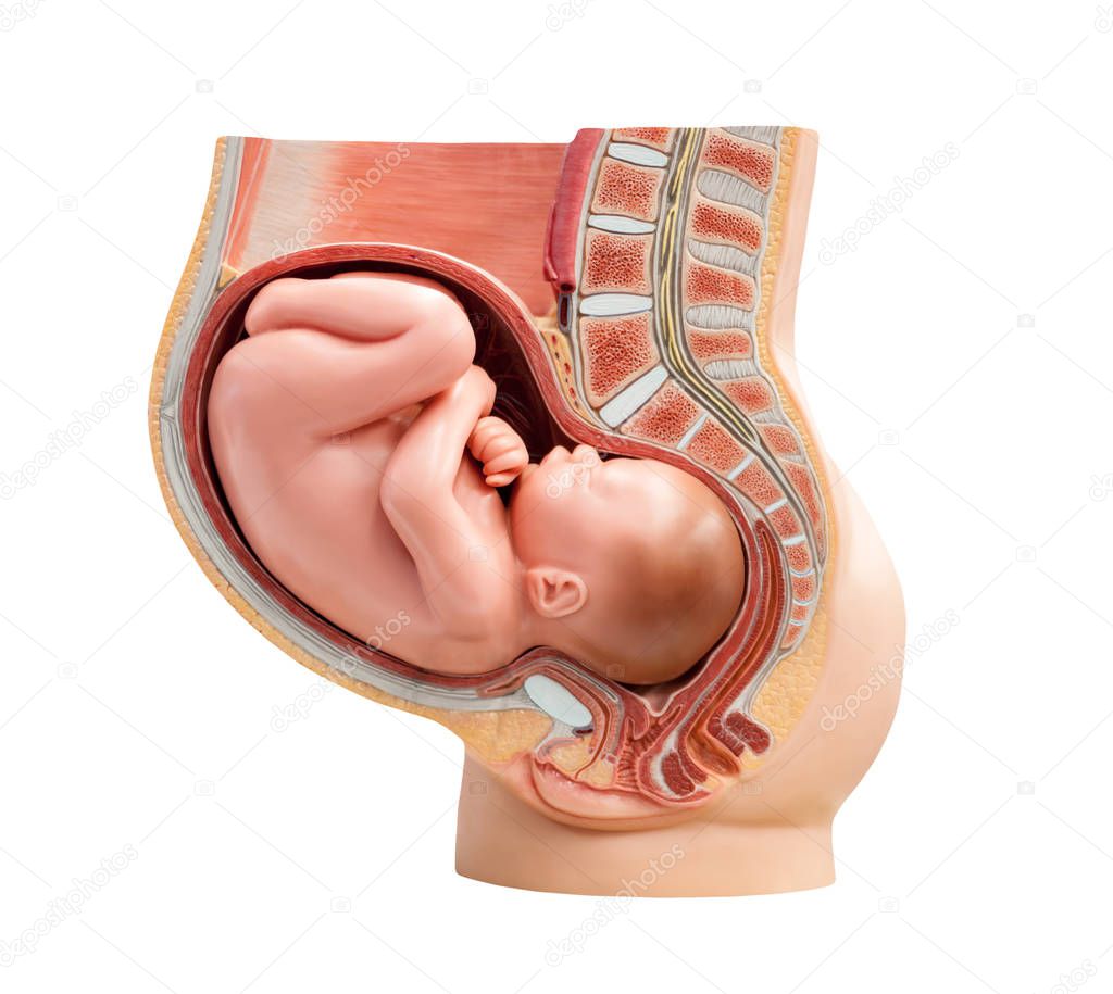 Section to a woman womb