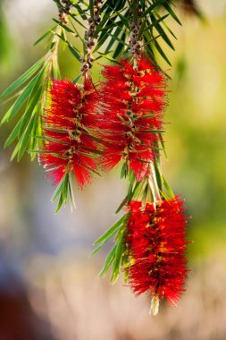 Callistemon çiçek