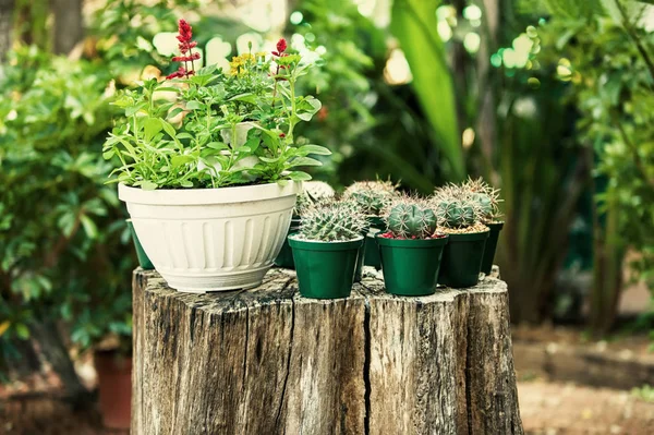 Mini vasi di cactus — Foto Stock