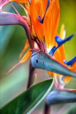 Cennet kuşu çiçeği.