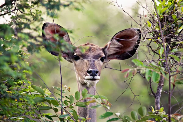 Antilope femelle Kudu — Photo