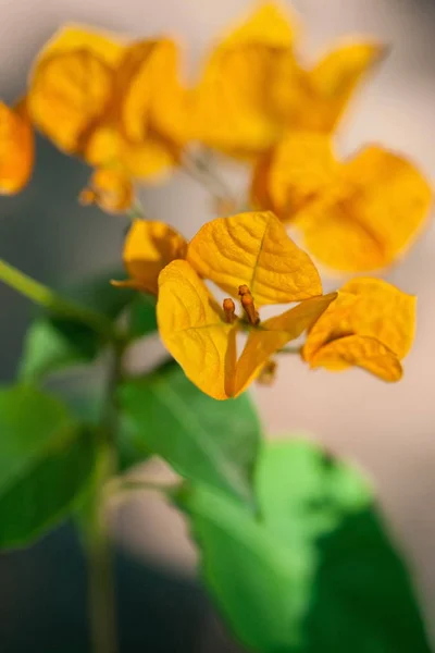 Λουλούδι μπουκαμβίλια — Φωτογραφία Αρχείου