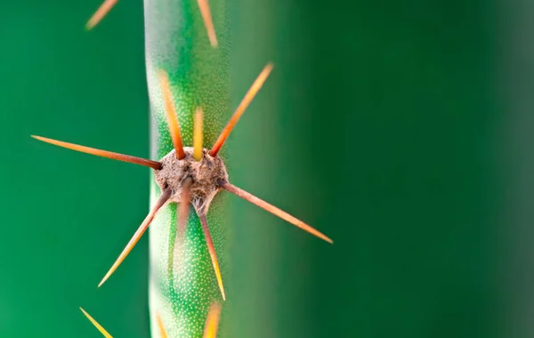 Abstract background cactus thorns — Stock Photo, Image