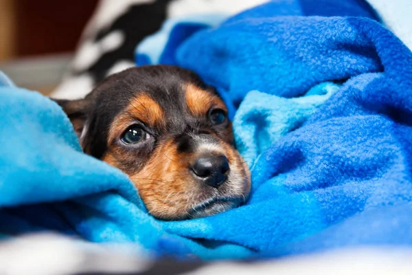 jack Russel köpek yavrusu