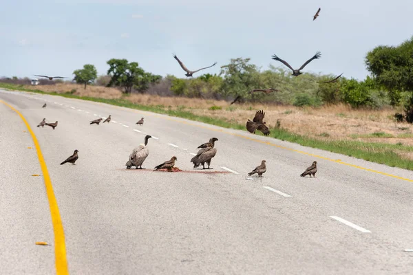 Vultures on the road carcass