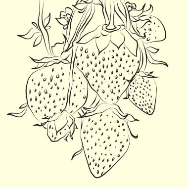 Renkli vektör çizim ile çizilmiş meyve ver. Kartları, Web siteleri, Davetiyeler, posterler ve t-shirtler için tasarlanmış çilek