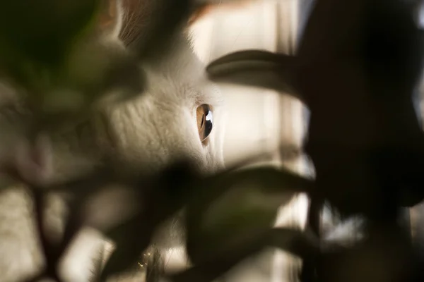 Kot Oko Zbliżenie Profil Przez Rośliny Makro Oryginalne Zdjęcie — Zdjęcie stockowe