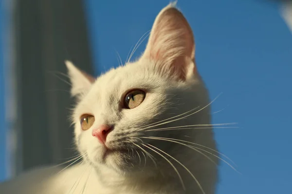 Retrato Gato Branco Iluminado Por Sol Brilhante Contra Céu Azul — Fotografia de Stock