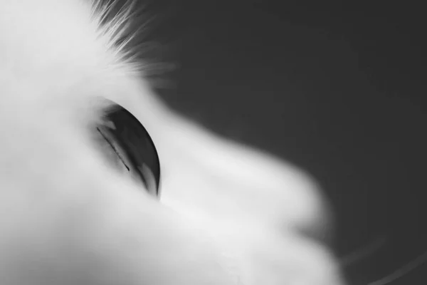 Ojo Gato Blanco Primer Plano Macrofotografía Blanco Negro — Foto de Stock