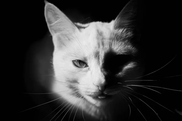 Gato Branco Fundo Escuro Luz Mística Rosto Sombras Contrastantes — Fotografia de Stock