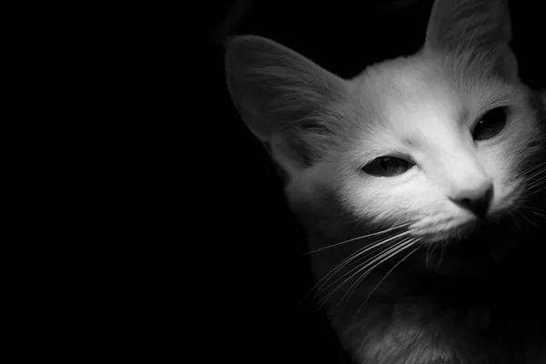 Gato Branco Fundo Preto Luz Artística Mística Rosto Sombras Contrastantes — Fotografia de Stock