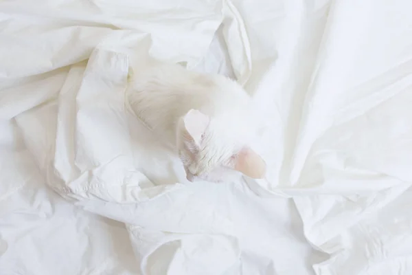 Bílá Kočka Bílém Prostěradle Pohled Shora Koncept Domácího Mazlíčka Pohodlí — Stock fotografie