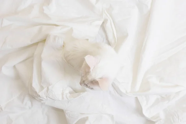 White Cat White Sheet View Concept Pets Comfort Caring Animals — Stock Photo, Image