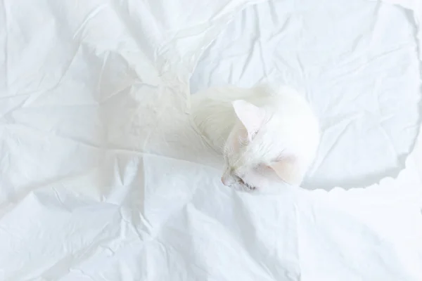 Chat Blanc Sur Drap Blanc Vue Haut Concept Animaux Domestiques — Photo