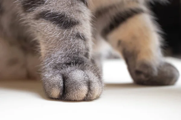 Cinza Preto Listrado Pernas Gato Perto Conceito Animais Estimação Cuidados — Fotografia de Stock