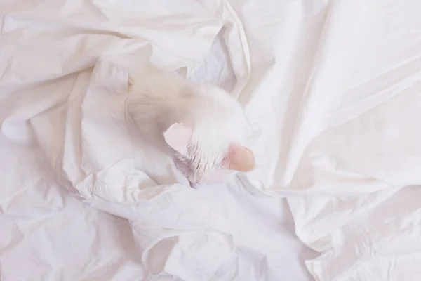 Bílá Kočka Bílém Prostěradle Pohled Shora Koncept Domácího Mazlíčka Pohodlí — Stock fotografie