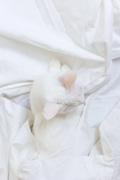 Λευκή Γάτα Λευκό Σεντόνι Θέα Από Ψηλά Έννοια Των Κατοικίδιων — Φωτογραφία Αρχείου