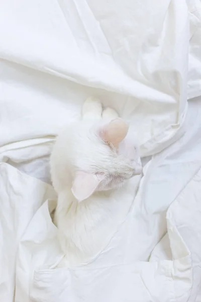 Chat Blanc Sur Drap Blanc Vue Haut Concept Animaux Domestiques — Photo