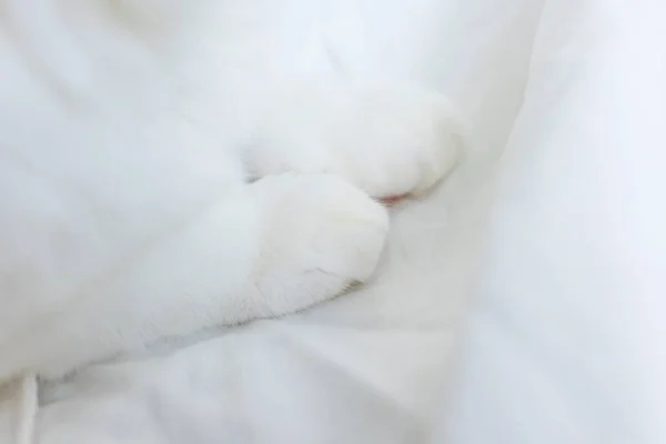 Patas Gato Branco Jaz Lençol Branco Conceito Animais Estimação Conforto — Fotografia de Stock