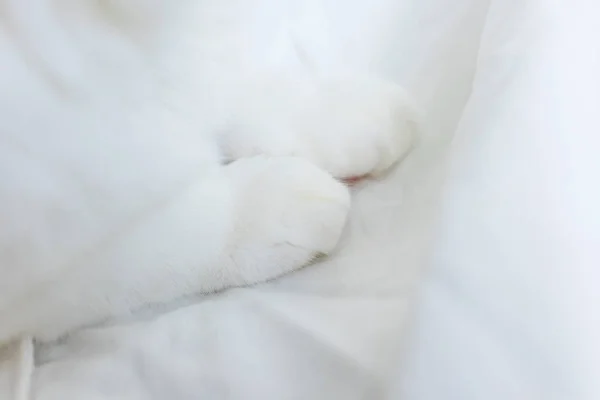 Les Pattes Chat Blanc Reposent Sur Drap Blanc Concept Animaux — Photo