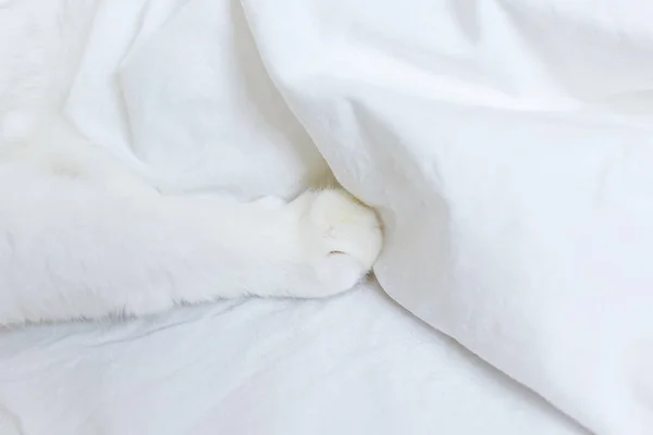 Pata Gato Branco Está Lençol Branco Conceito Animais Estimação Conforto — Fotografia de Stock