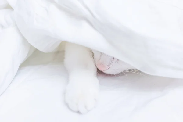 White Cat Lies White Sheet Only Nose Paw Visible Concept — Stock Photo, Image