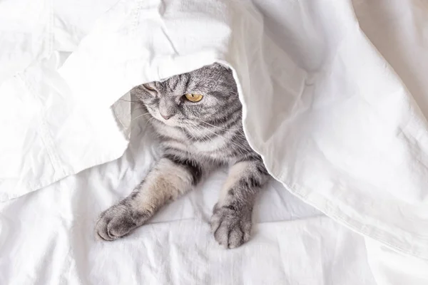 Gray Scottish Fold Cat Sits Bed Sheet View Concept Pets — Stock Photo, Image