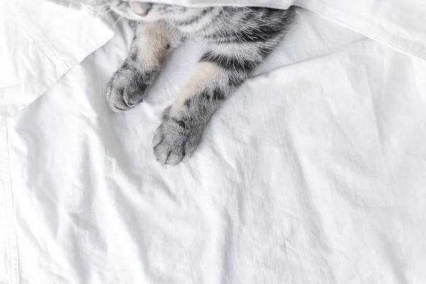Gray Scottish Fold Cat Sits Bed Sheet Only Paws Visible — Stock Photo, Image