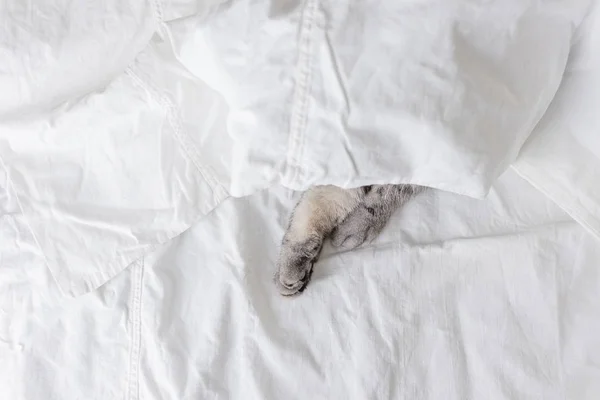 stock image A gray scottish fold cat sits on a bed in a sheet. Only the paws are visible. The concept of pets, comfort, pet care, keeping cats in the house. Light image, minimalism, copyspace.