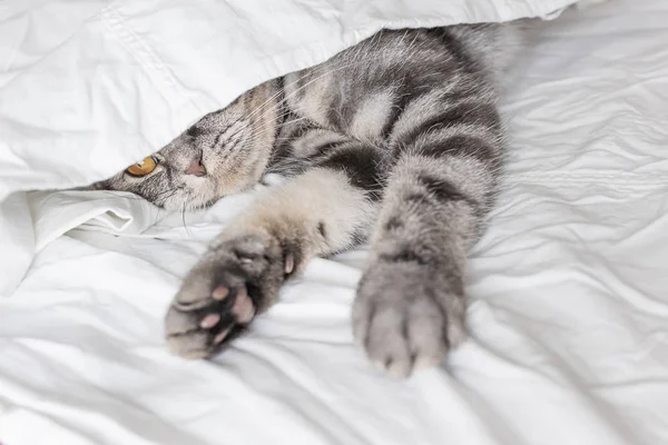 Gray Scottish Fold Cat Sits Bed Sheet Concept Pets Comfort — Stock Photo, Image