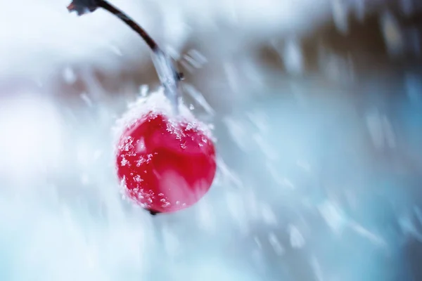 Röd Viburnum Vintern Snöfall Snö Bären Vit Snö Och Röda — Stockfoto