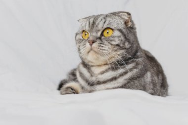 Gri bir İskoç kedisi çarşafta yatar. Evcil hayvan konsepti, rahatlık, evcil hayvan bakımı, evde kedi beslemek. Işık görüntüsü, minimalizm, kopyalama alanı.