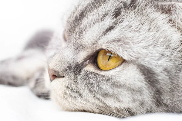 Gato Prega Escocês Cinza Está Uma Cama Uma Folha Fechar — Fotografia de Stock