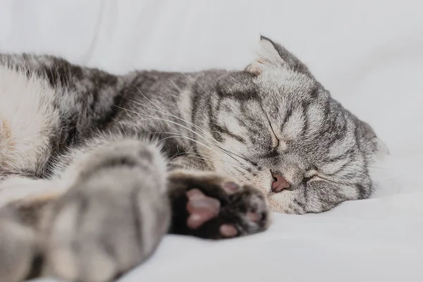 Gray Scottish Fold Cat Sleeps Bed Sheet Concept Pets Comfort — Stock Photo, Image