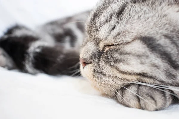 Gray Scottish Fold Cat Sleeps Bed Sheet Muzzle Close Concept — Stock Photo, Image