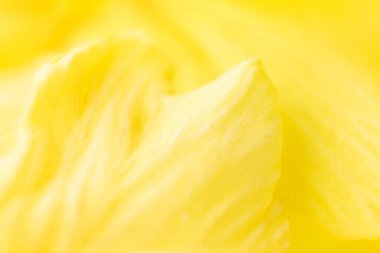 Sarı çiçek yaprakları. Makro fotoğraf. Çiçek açma konsepti, bahar, yaz. Görüntü kartlar ve pankartlar için uygundur. Soyut çiçek fotoğrafı.