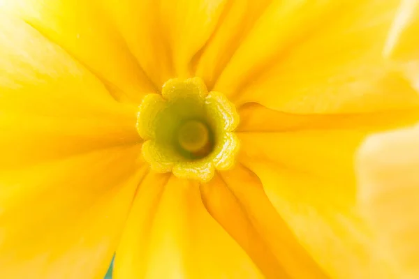 Flor Amarela Close Macro Conceito Floração Primavera Verão Imagem Conveniente — Fotografia de Stock