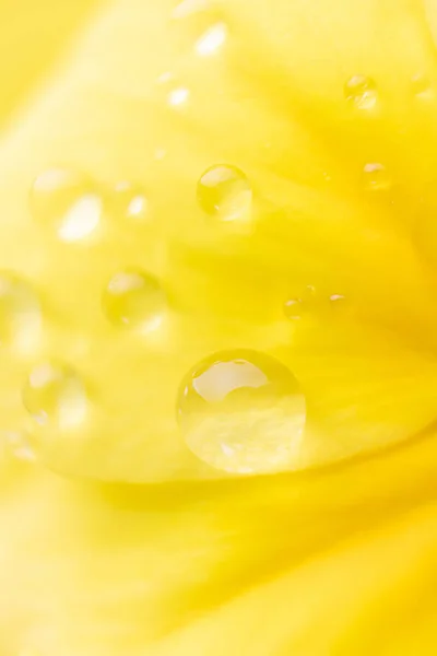 Yellow Flower Petals Large Drops Water Macro Photo Concept Flowering — Stock Photo, Image