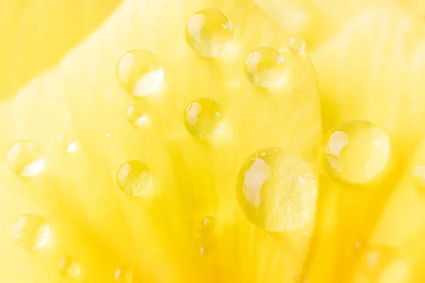 Pétalos Flores Amarillas Grandes Gotas Agua Foto Macro Concepto Floración —  Fotos de Stock