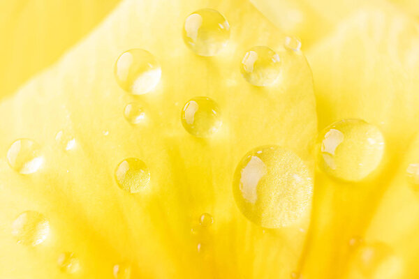 Yellow flower petals in large drops of water. Macro photo. The concept of flowering, spring, summer. Image is suitable for cards, banners. Abstract flower photo.