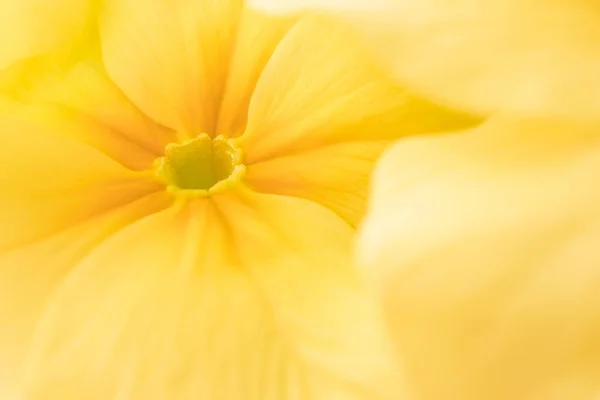 Flor Amarela Close Macro Conceito Floração Primavera Verão Imagem Conveniente — Fotografia de Stock