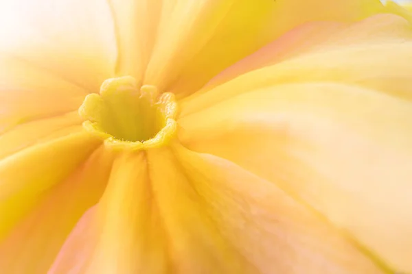 Yellow Flower Close Macro Concept Flowering Spring Summer Image Suitable — 스톡 사진