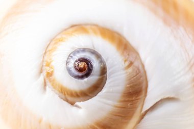 Spiral salyangoz kabuğu hafif pastel arka planda kapanıyor. Detaylı makro fotoğrafçılık. Geniş bir alan derinliği. Tatil, deniz, yaz, seyahat, dekor.