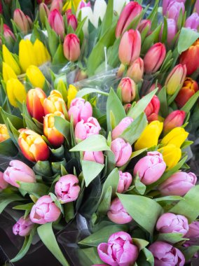 Çok renkli laleler - kırmızı, sarı, mor - bir çiçekçide satılıktır. Bahar, tatil, kadınlar günü, çiçek işi. Üst görünüm .