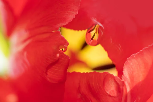 Red Tulip Drops Water Close Macro Photo Concept Holiday Celebration — Stock Photo, Image