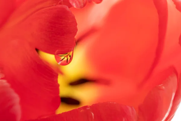 Red Tulip Drops Water Close Macro Photo Concept Holiday Celebration — Stock Photo, Image