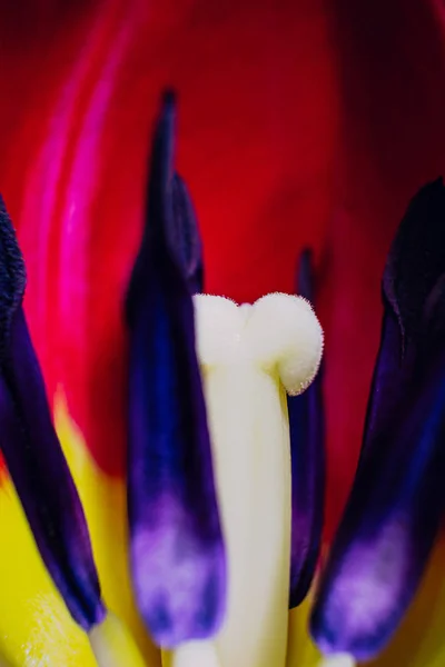 Stamens Pestle Red Tulip Close Macro Photo Concept Holiday Celebration — Stock Photo, Image