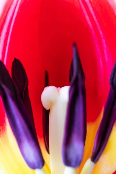 Des Étamines Des Pilons Gros Plan Sur Tulipe Rouge Macro — Photo